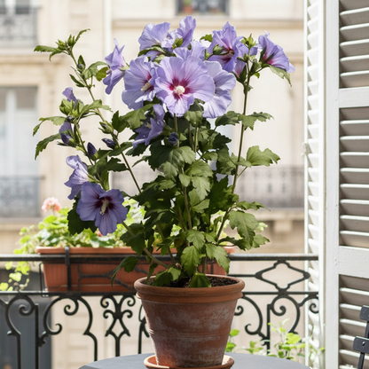 Rare Hibiscus Flowers Seeds Kit | Multicolor