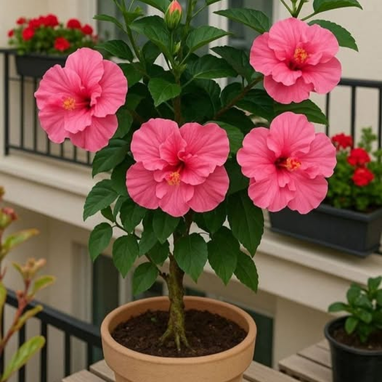 Rare Hibiscus Flowers Seeds Kit | Multicolor